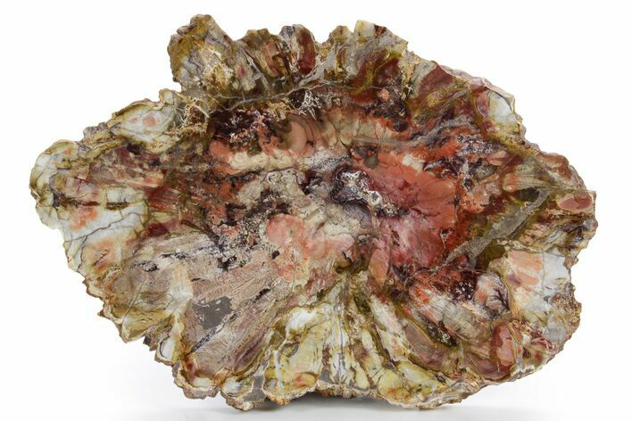 Colorful Petrified Wood Slab - Weird Grain Patterns #361328